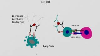 Peripheral Tolerance B Cells [upl. by Othe]