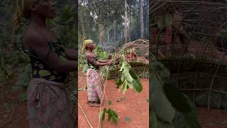 Las casas en la selva de la Etnia Baka africa nature travel [upl. by Gizela766]