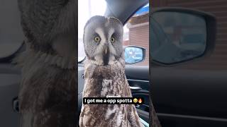 My New Car Security System 🦉 [upl. by Curson]