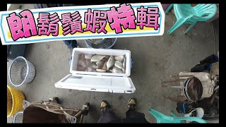 【皇冠純海水養殖場】黑格班頭吃鬍鬚蝦訊號，朗餌朗的好～漁獲一定好！ [upl. by Emily]