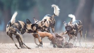 El mejor documental Naturaleza Animal Licaones  Perros Cazadores  Documental en Español [upl. by Ennasirk]