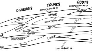 The Brachial Plexus Animated Review HD [upl. by Anselmo769]