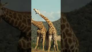 Giraffes using their necks to fight [upl. by Wind]