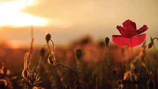 McMaster Remembrance Day Service [upl. by Ankeny]