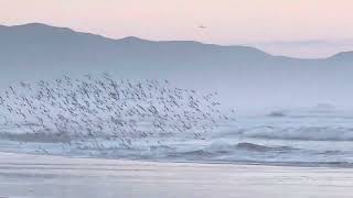 Sanderlings Ocean Beach San Francisco birds oceanbeach sanfrancisco beach nature shorebirds [upl. by Popper21]