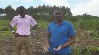 HOW TO PLANT CHLORIS GAYANA [upl. by Rivers]