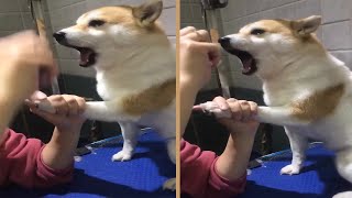 Dramatic Shiba Inu Scream at Vet while Getting Nails Clipped [upl. by Ahseia975]