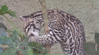 Ocelot Kitten Playtime 😻 [upl. by Shih]