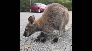 Wallaby Eating [upl. by Aramoy144]