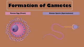 Formation of Gametes Gametogenesis Chapter14 Reproduction  Class 10 [upl. by Iraj]