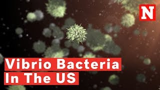 6 Things To Know About Vibrio Bacteria And ‘FleshEating’ Disease In The US [upl. by Hafinah]