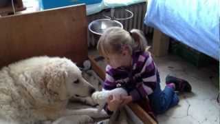 Kuvasz Welpen 3 Tage alt [upl. by Cronin]