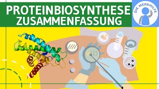 Proteinbiosynthese  Translation amp Transkription  Abiturzusammenfassung Proteinbiosynthesen Genetik [upl. by Elletnwahs]