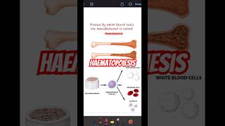 Haematopoiesis formation of new blood cells neet biology icse shorts [upl. by Kriss]