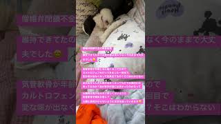 犬 シニア犬 おじいちゃん犬 僧帽弁閉鎖不全気管トイプードル [upl. by Notsag32]