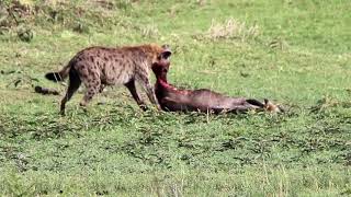 Hyena Eating Wildebeest Alive [upl. by Vada590]