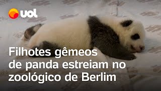 Filhotes gêmeos de panda estreiam no zoológico de Berlim veja vídeo [upl. by Siuqram]