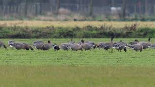 Red breasted Goose  Lancashire  December 2023 [upl. by Bobine895]