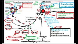 Pharmacology of ANTITUSSIVE DRUGS cough suppressants [upl. by Aneerak]