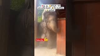 Lande ළදේ Roshan Fernando ytshorts short trending Song Tiktok shortvideo Viral Elephant 🥰 [upl. by Acinahs589]