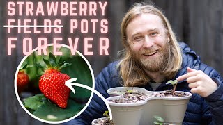 Planting Strawberries in Containers StepbyStep Guide for Beginners 🍓 [upl. by Jerman]