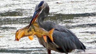 Great blue heron catching  eating fish  Call sound [upl. by Scarlett]