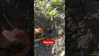 Radish harvest برداشت تربچه تربچه ارگانیک باغ کشاورزی organic farming radish [upl. by Min]