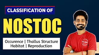 Cynophyceae  Nostoc Algae in Hindi  Classification of Nostoc Habitat Thallus Structure 01 [upl. by Gurevich]