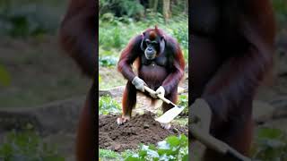 The orangutans have gone to the fields to do farm work [upl. by Eikceb]