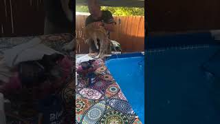 Crazy Cat Moments  Feline Chilling ytshorts viralme trandingshorts [upl. by Tihor544]