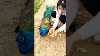 Amazing peacock nest peacock shorts love song bollywood hindisong [upl. by Sublett874]