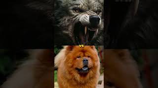 English mastiff vs wolf Chow chow Nile crocodile youtubeshorts [upl. by Boeschen]