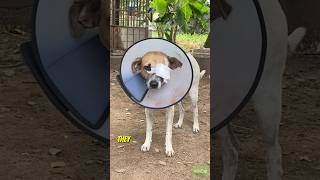 🐾 Rescue Story Update 🐾 saveanimallife nestconservationsociety NestSociety doglover [upl. by Jaylene]