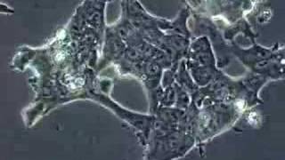 Stem Cells Mouse Embryonic Stem Cells [upl. by Allegra]