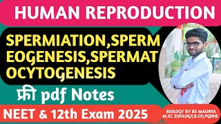 SPERMATOGENESISGPEEMEOGENESISSPERMEATIONSPERMATOCYTOGENESISHUMAN REPRODUCTIONNEET12TH BIOLOGY [upl. by Doowrehs]