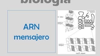 ARN mensajero [upl. by Abeh]