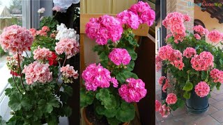 6 Quick tips to keep Geraniums Blooming [upl. by Evanthe]