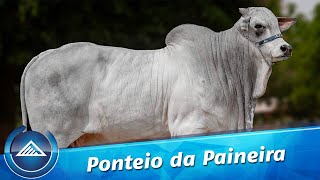 Ponteio da Paineira [upl. by Eibrad]