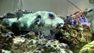 My Monster Dogface Puffer [upl. by Hendon]