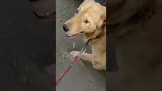 poda poda dei 😤 goldenretrieverpuppy funnyshorts petlovers petsofinstagram [upl. by Hwu]