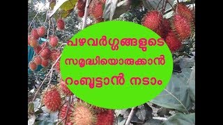 റംബൂട്ടാന്‍ കൃഷി ചെയുന്ന രീതി Rambutan farming Tips [upl. by Yreffej]