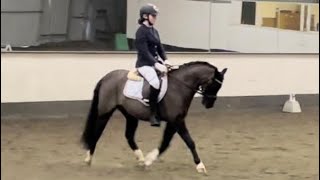 Prelim 1 dressage test 7026 [upl. by Oemor]