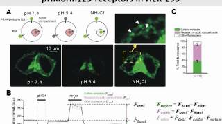 Optical tool to study P2X4 receptor trafficking [upl. by Josie]