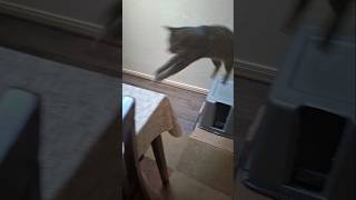 Fat shaming cat about treats tabby cat funny [upl. by Rabjohn178]