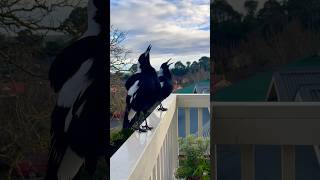 Australian Magpies Singing 🥰😍 Its so beautiful it could be the Australian National Anthem👍 birds🎯 [upl. by Ardnekat]