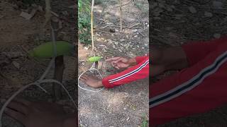 How to massive deadfall trap shortbushcraft forest [upl. by Ahsikar548]