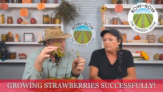 How To Successfully Grow Strawberries  Gardening Tips and Tricks [upl. by Aalst]