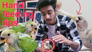 How To Hand feed Birds Chicks Properly  Paroota Chicks Hand Feeding Tips handfeeding birds [upl. by Thursby928]