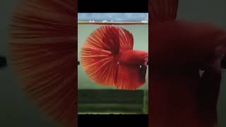 Idukki athoda headcut pannlamshortstrendingpetstamilaquariumfish bettafishfarm [upl. by Oznol]