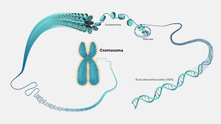 La cromatina curso de biología molecular [upl. by Eislehc]